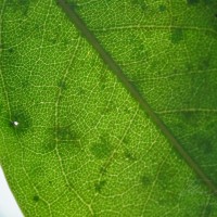 Diospyros toposia Buch.-Ham.